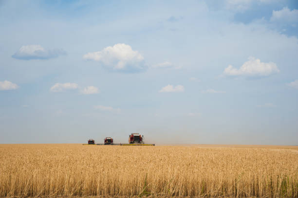 istock Combine harvesters in a field of wheat 649042880