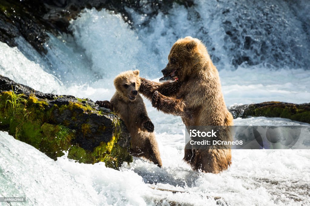 Mother bear disciplines her cub for stealing her fish A hungry mother bear teachers her cub that he needs to find his own food, and disciplines him for trying to eat her fresh catch from the Brooks River in Katmai National Park. Grizzly Bear Stock Photo