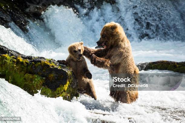 Mother Bear Disciplines Her Cub For Stealing Her Fish Stock Photo - Download Image Now