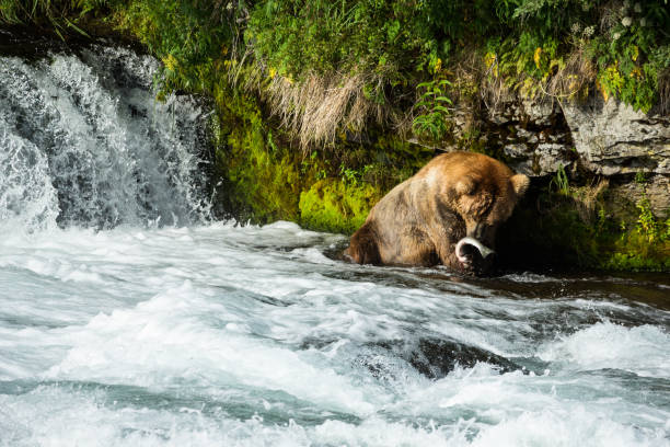istock Large grizzly with fresh caught Alaskan salmon 649043104
