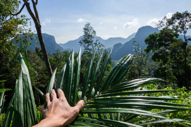 istock Beautiful tropical landscape, and thus hand plant 649043178