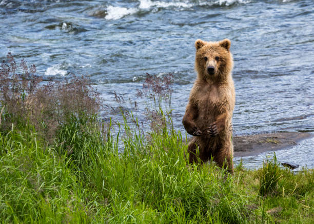 istock Grizzly bear cub standing on hind legs looking toward camera 649043296