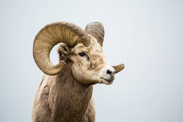 istock Wild big horn sheep against grey background 649043354