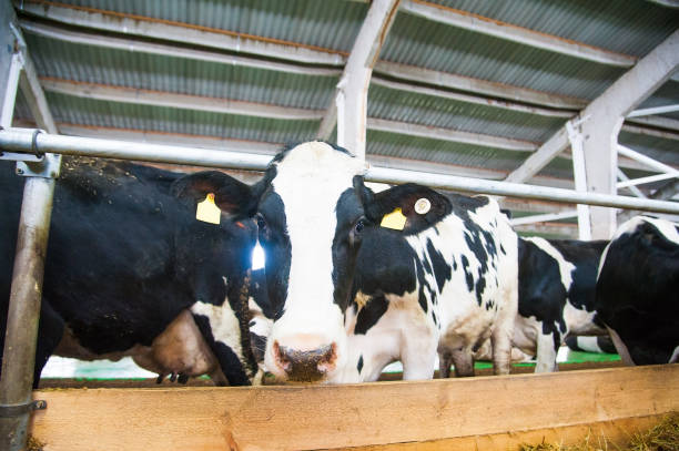 istock Cows in a farm. Dairy cows 649046114
