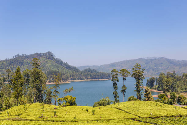 istock Landscape tea plantation on the lake 649046470