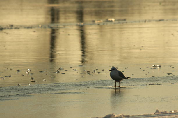 istock Gull on frozen lake 649046522