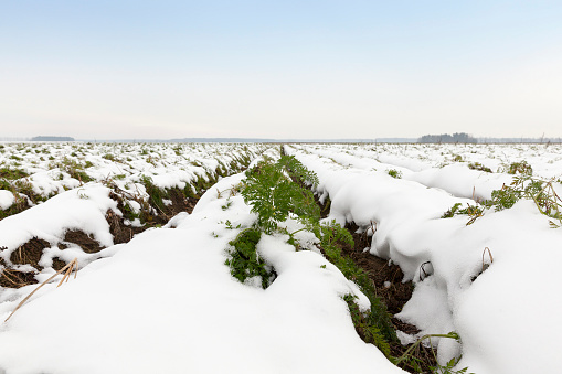 agricultural field which shows no crop harvested carrots covered with snow. Autumn season. The photo was taken close-up and see the furrows. Small depth of field.