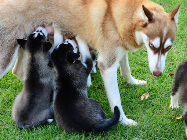 istock Gorgeous husky pups tainting 649047878