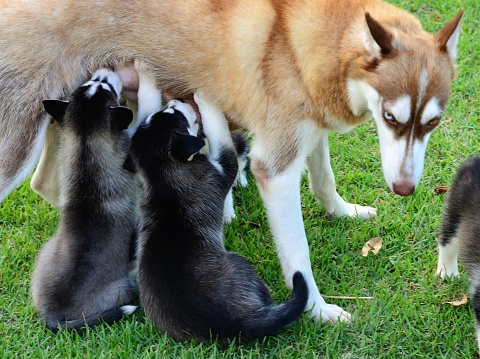 Husky cubs feeding on mom Husky