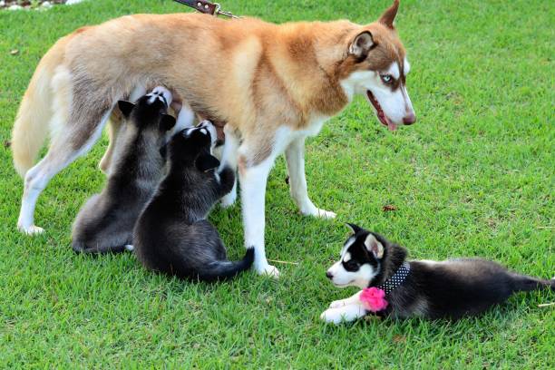 istock Mom Husky feeding her cubs standing 649047882