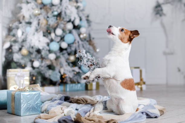 istock Dog Jack Russell Terrier in Christmas decorations 649050912