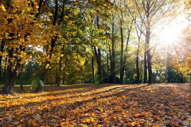 istock trees in autumn season 649051560