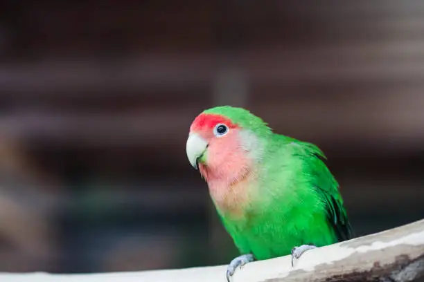 Photo of parrot