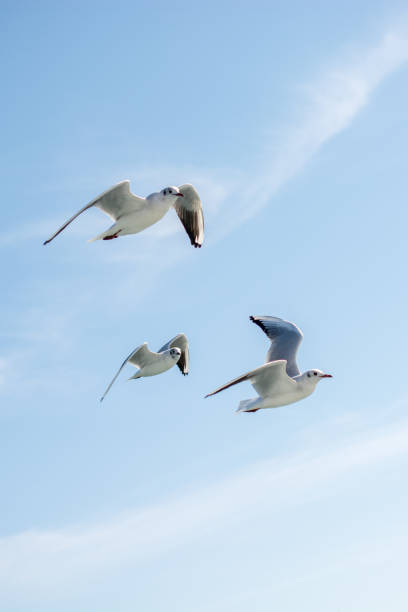 istock Seagulls flying in sky over the sea waters 649054422