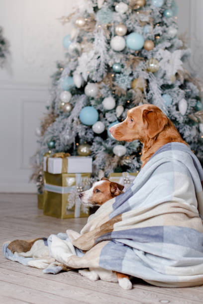 istock Two dogs in the New Year decorations 649056582
