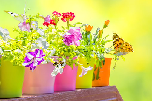 Bright summer flowers in colorful flowerpots backlit on a blurred yellow-green background on a sunny day
