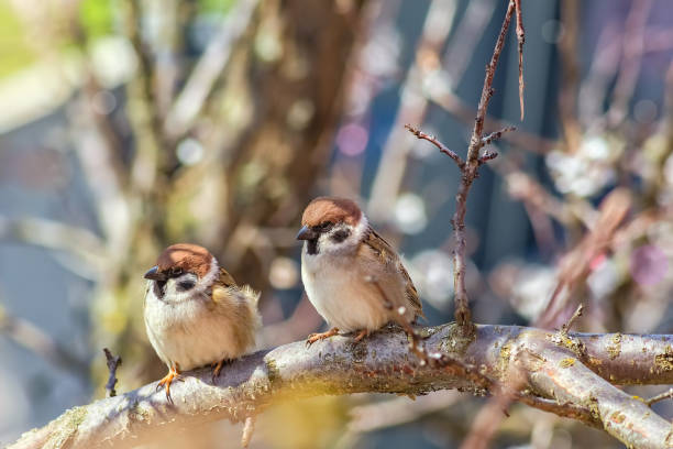 istock Two sparrows on flowering branches of apricot tree 649064460