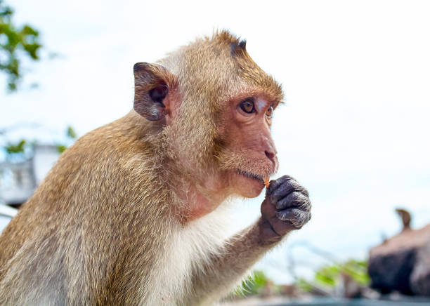 istock Monkey on the rocks funny close-up Thailand 649064546
