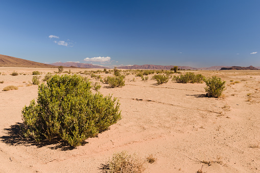 Some bushes in the very dry Sahara desert in Morocco.