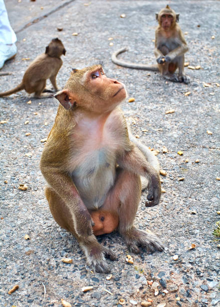 istock Monkey on the rocks funny close-up Thailand 649064672