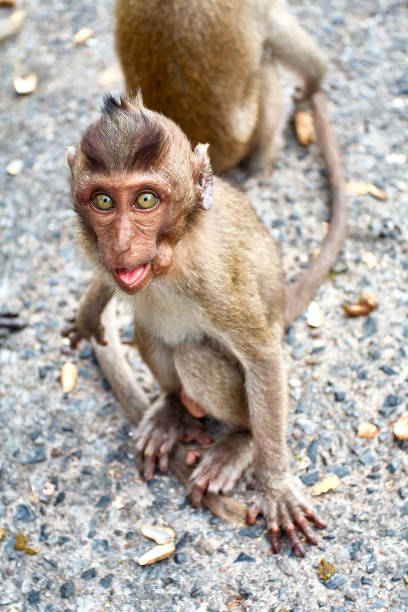 istock Monkey on the car is eating Thailand 649064774