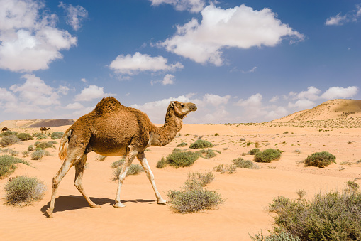 A dromedary camel pass by in the desert near the Wadi Draa in the area of Tan Tan, Morocco.