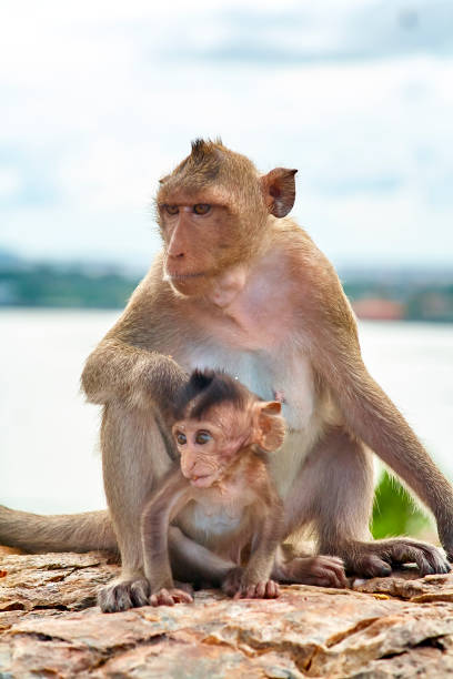 istock Monkey on the rocks funny close-up Thailand 649066872