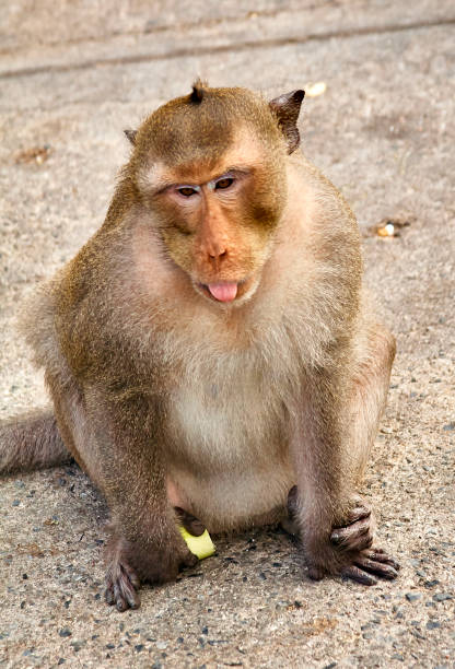 istock Monkey on the rocks funny close-up Thailand 649066904