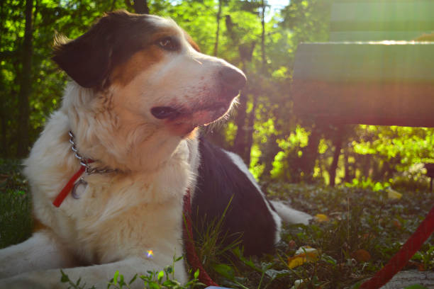 istock Happy dog strolling in the park 649067880