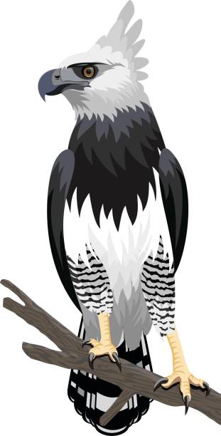 Ilustración de Vector De Águila Arpía y más Vectores Libres de Derechos de Águila  arpía - Águila arpía, Águila, Vector - iStock