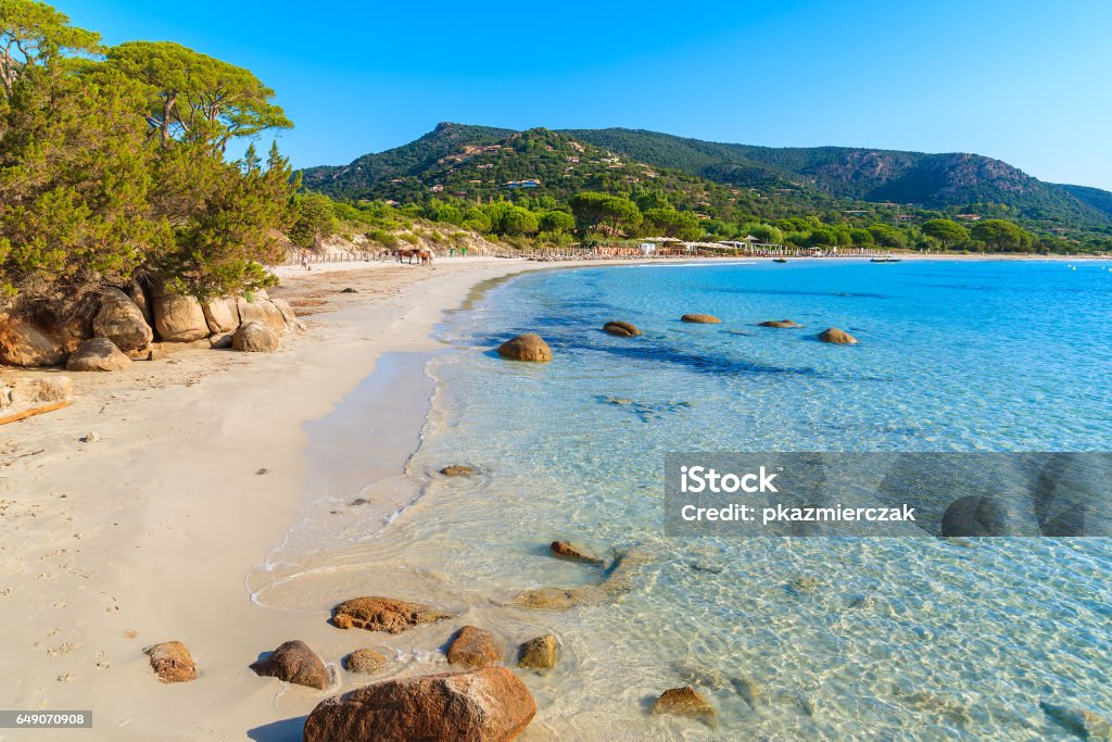 Sandy beautiful Palombaggia beach with azure sea water, Corsica island, France Corsica is the largest French island on Mediterranean Sea and most popular holiday destination for French people. Plage de Palombaggia Stock Photo