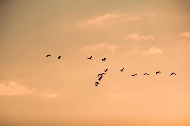 istock Seagulls flying high with wide spread wings 649071502