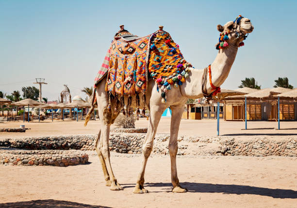istock Camel standing to his full height, using for tourist trips to Hurghada, Egypt 649074588