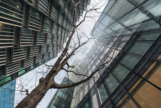 Low angle of tree surrounded by tall corporate glass buildings. Southwark, London