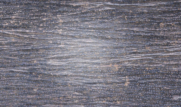 istock texture of bark wood background 649075394