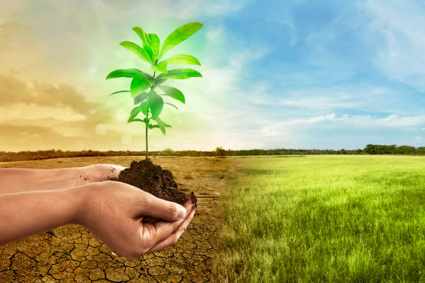 istock Hand holding plant on soil in over cracked earth 649090040