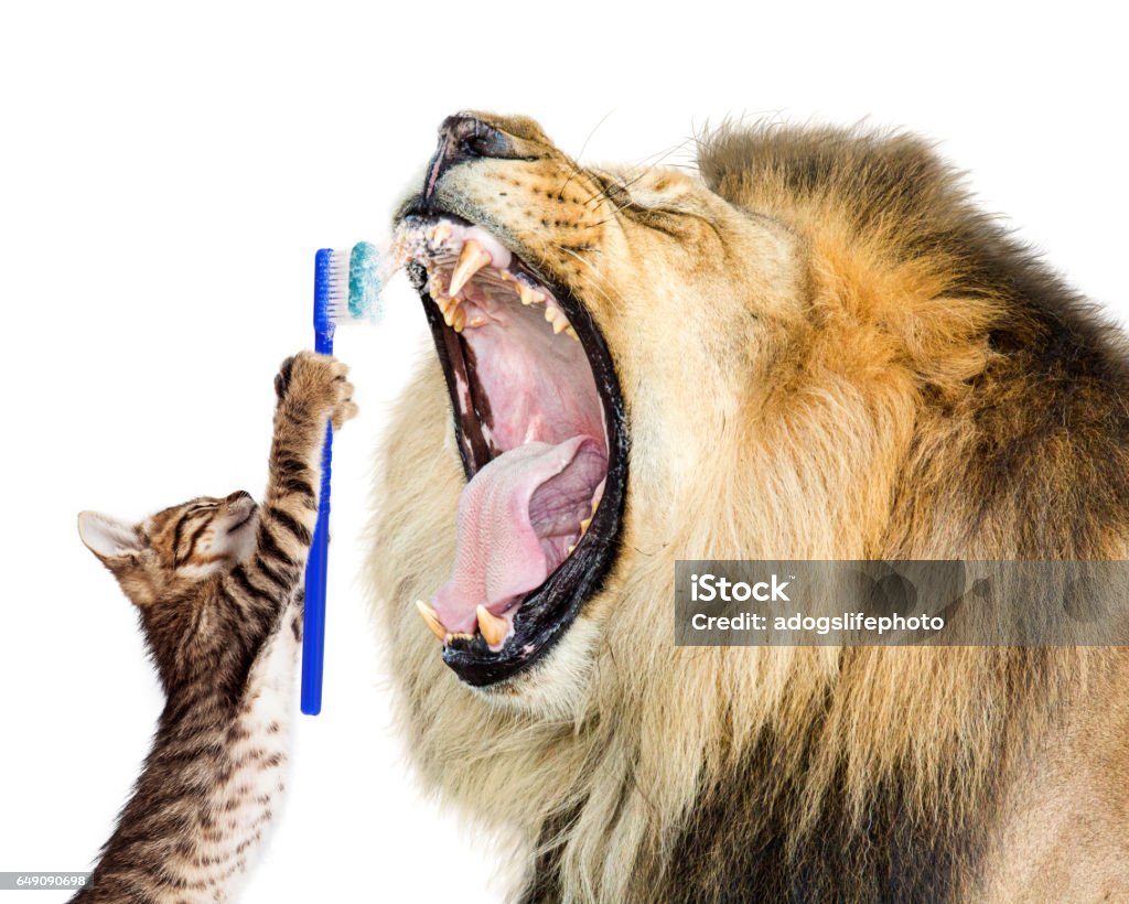 Cat Brushing Lion's Teeth Funny photo of cat brushing lion's teeth Animal Teeth Stock Photo