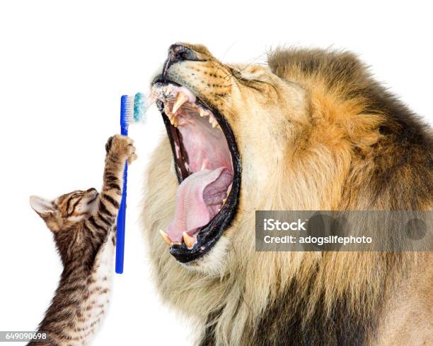 Cat Brushing Lions Teeth Stock Photo - Download Image Now - Animal Teeth, Humor, Toothbrush