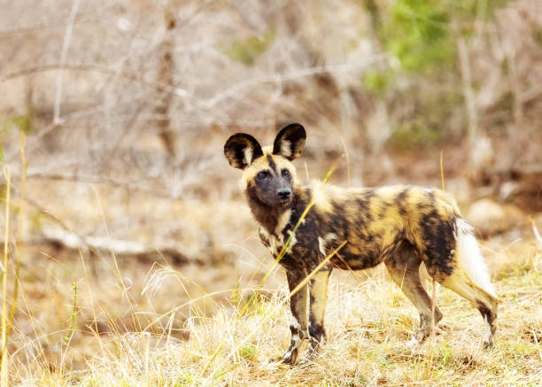 istock Endangered Wild Dog in South Africa 649090736