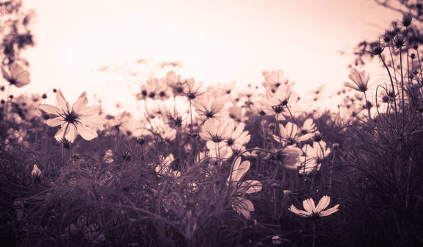 istock Cosmos flowers at sunset 649090890