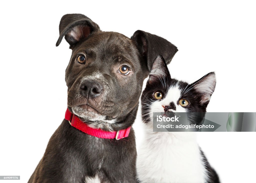 Puppy and Kitten Closeup Over White Portrait of a cute young mixed breed puppy and kitten with black and white fur Domestic Cat Stock Photo