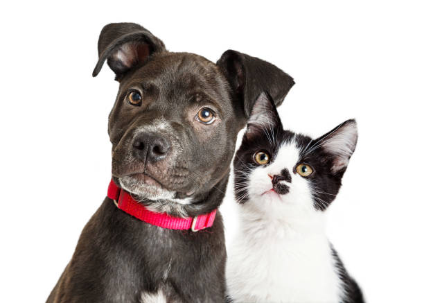 Puppy and Kitten Closeup Over White Portrait of a cute young mixed breed puppy and kitten with black and white fur pet equipment stock pictures, royalty-free photos & images