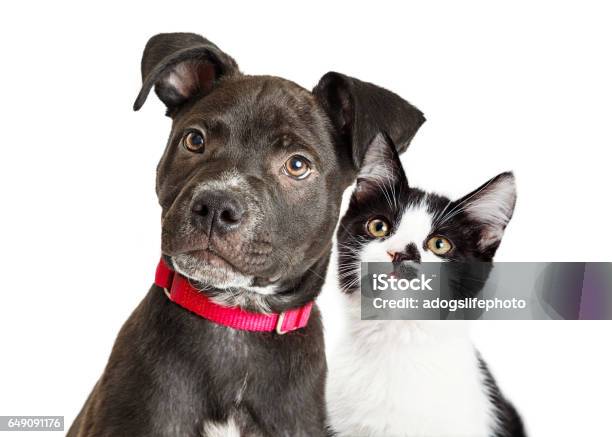 Puppy And Kitten Closeup Over White Stock Photo - Download Image Now - Domestic Cat, Dog, White Background