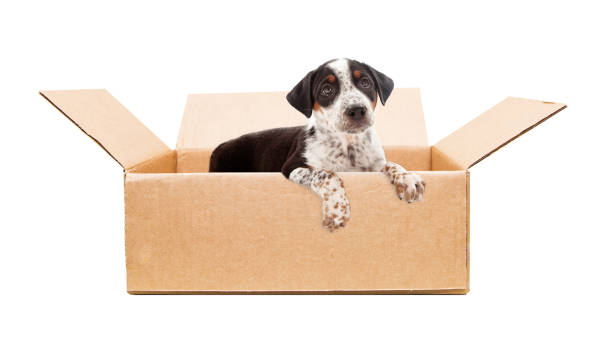istock Sad Puppy in Cardboard Box 649091246