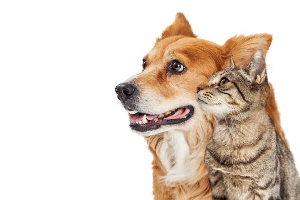 istock Cat and dog closeup looking Side 649091550