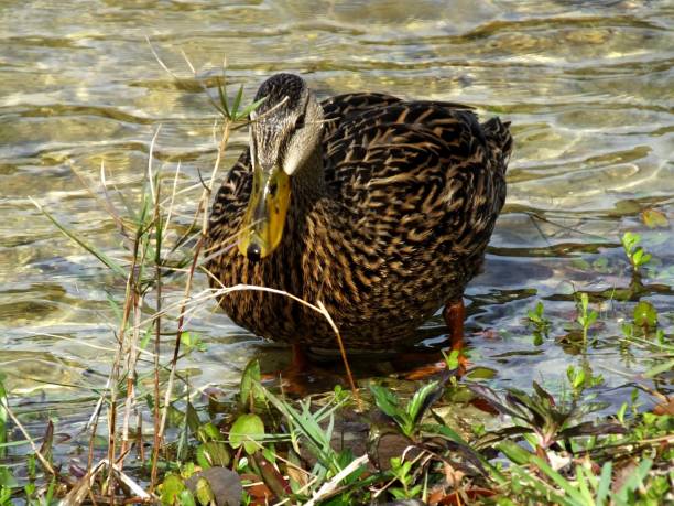 mottled duck (anas fulvigula) - gevlekte eend stockfoto's en -beelden