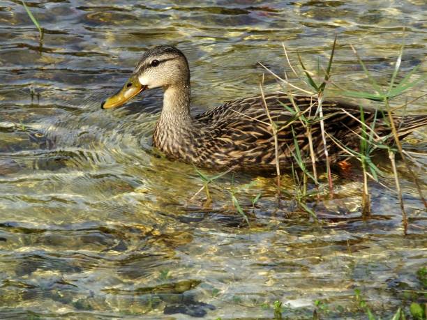 mottled duck (anas fulvigula) - gevlekte eend stockfoto's en -beelden