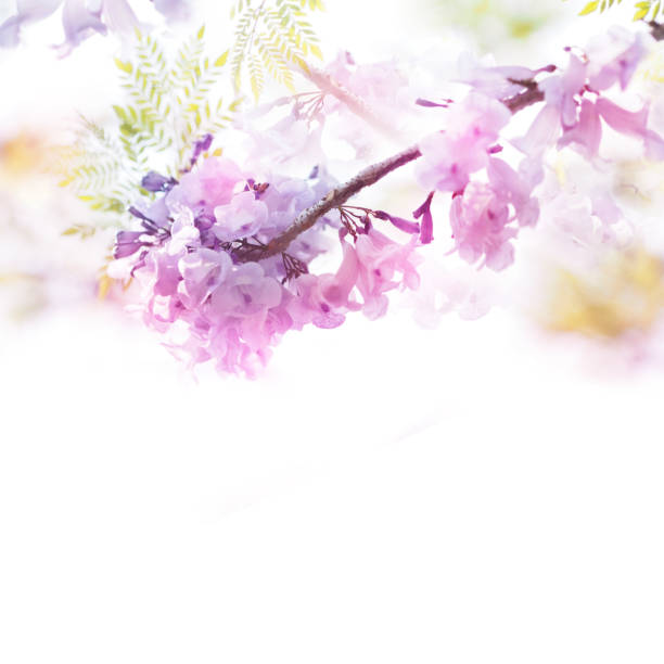 istock Spring violet flowers soft style with vintage filter effect. Floral design background 649101262