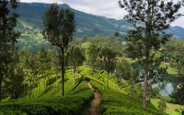 Photo of Tea plantations at Hatton, Sri lanka.