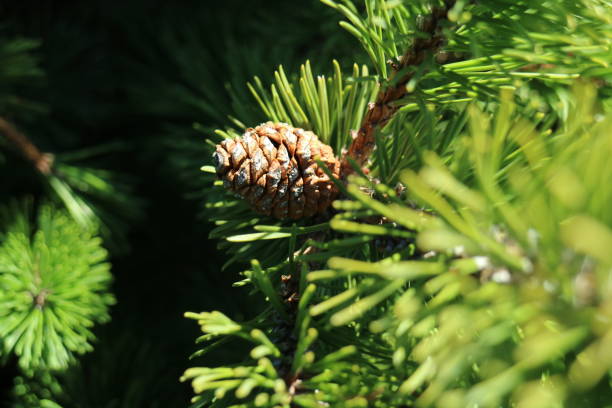 istock Pine branch under the bright sun with cones in winter 649115452